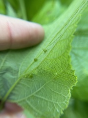 Celticecis spiniformis