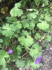 Geranium