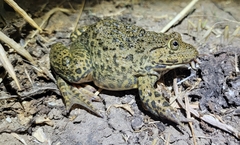 Hoplobatrachus chinensis