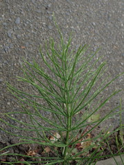 Equisetum arvense