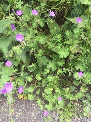 Geranium