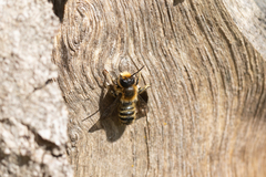 Megachile ligniseca