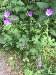 Geranium