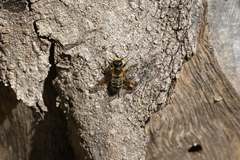 Megachile ligniseca