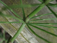 Equisetum arvense