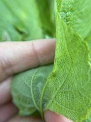 Celticecis spiniformis