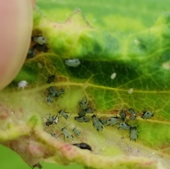 Hyadaphis passerinii