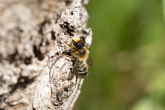 Megachile ligniseca