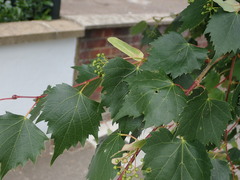 Tilia mongolica