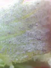Peronospora violae