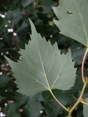 Tilia mongolica