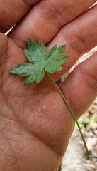 Hydrocotyle geraniifolia