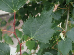 Tilia mongolica