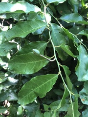 Capparis micracantha