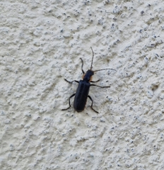 Cantharis obscura