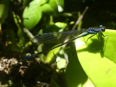 Argia underwoodi