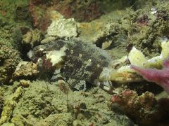 Centrogenys vaigiensis