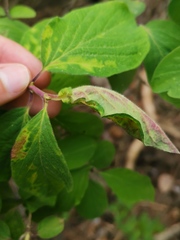 Hyadaphis passerinii