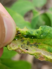 Hyadaphis passerinii