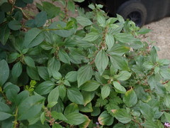 Parietaria judaica