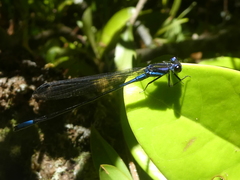 Argia underwoodi