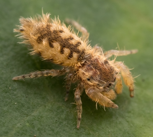 Uroballus carlei Logunov & Obenauer, 2019