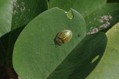 Aspidimorpha puncticosta