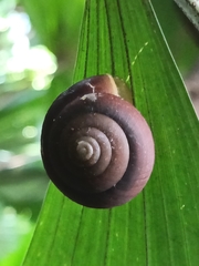 Quantula