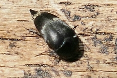 Curtimorda bisignata