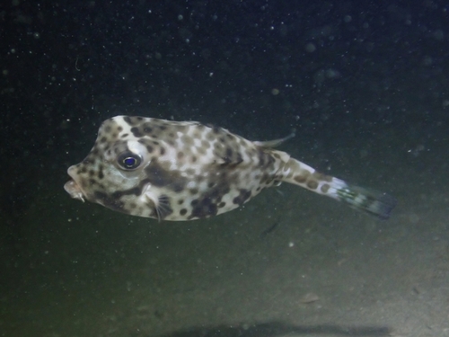 Shortnose boxfish (Rhynchostracion nasus) — Ostraciidae — 5