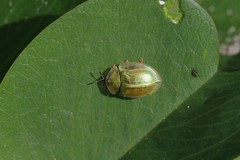 Aspidimorpha puncticosta