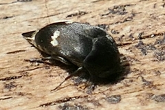 Curtimorda bisignata