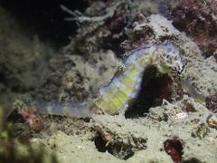 Hippocampus comes