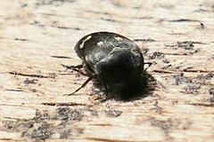 Curtimorda bisignata