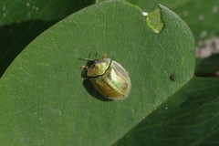 Aspidimorpha puncticosta