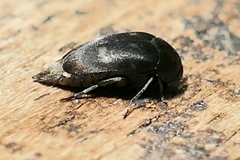 Curtimorda bisignata