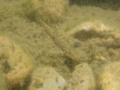 Barbatula barbatula