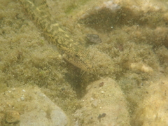 Barbatula barbatula