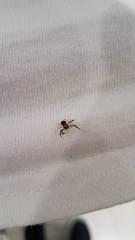 Xysticus texanus