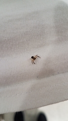 Xysticus texanus