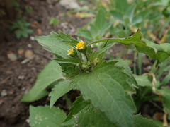 Galinsoga quadriradiata