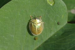 Aspidimorpha puncticosta