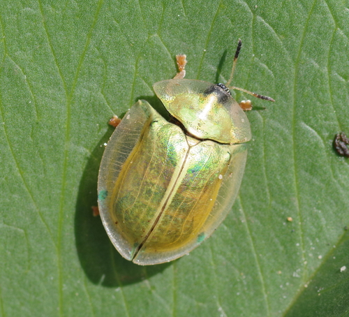 Aspidimorpha puncticosta