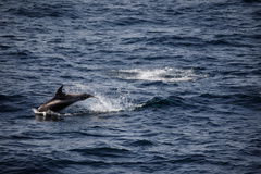 Lagenorhynchus albirostris