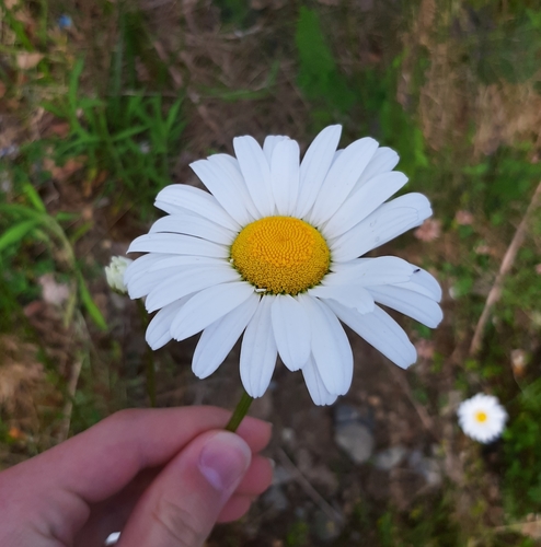 Daisies in a flower-rich meadow