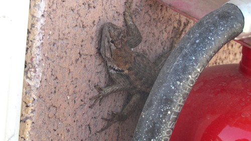iNaturalist observation photo of Desert Spiny Lizard