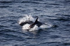Lagenorhynchus albirostris