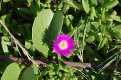 Carpobrotus dimidiatus