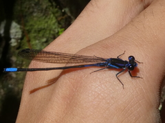 Argia underwoodi