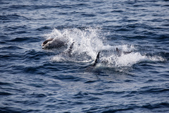 Lagenorhynchus albirostris